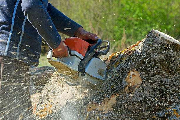 How Our Tree Care Process Works  in  Spencerport, NY